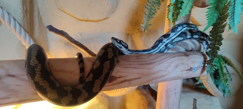 Le python tapis - De Zonnegloed - Refuge pour animaux